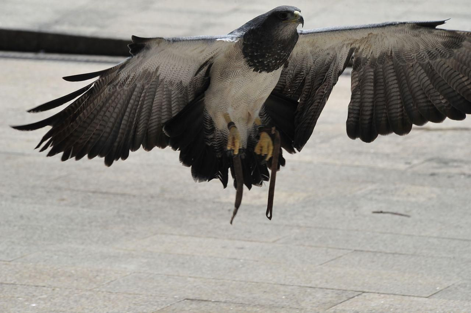 O CARBALLIÑO  2/07/2022.- Exhibición de cetrería en la feria medieval de O Carballiño. José Paz