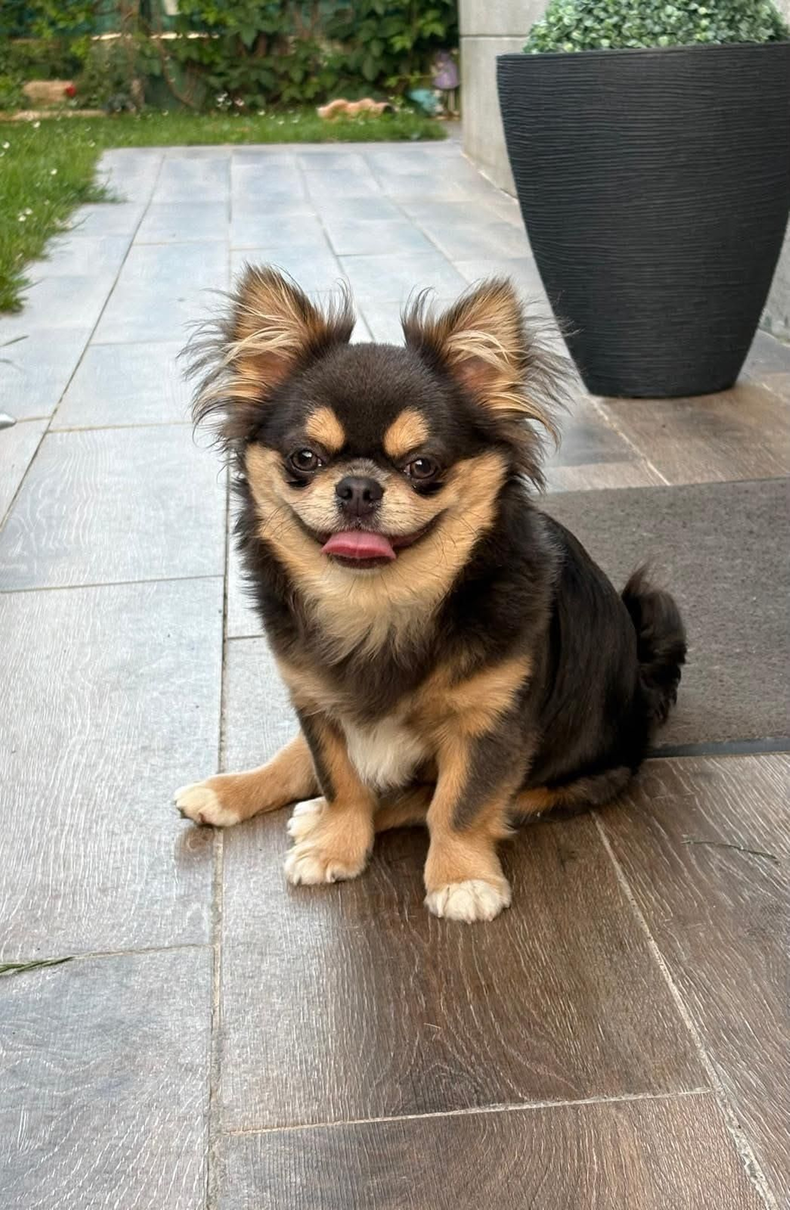 Chipy