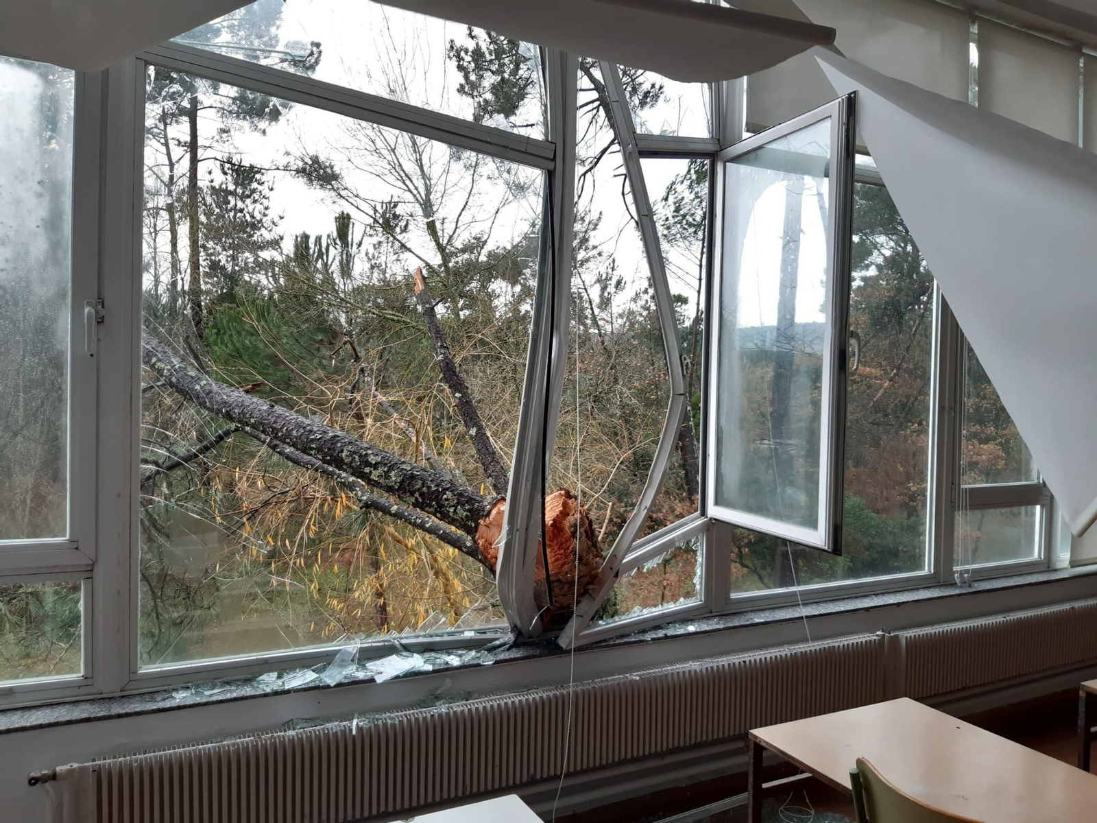 Un árbol en la Universidad Laboral.