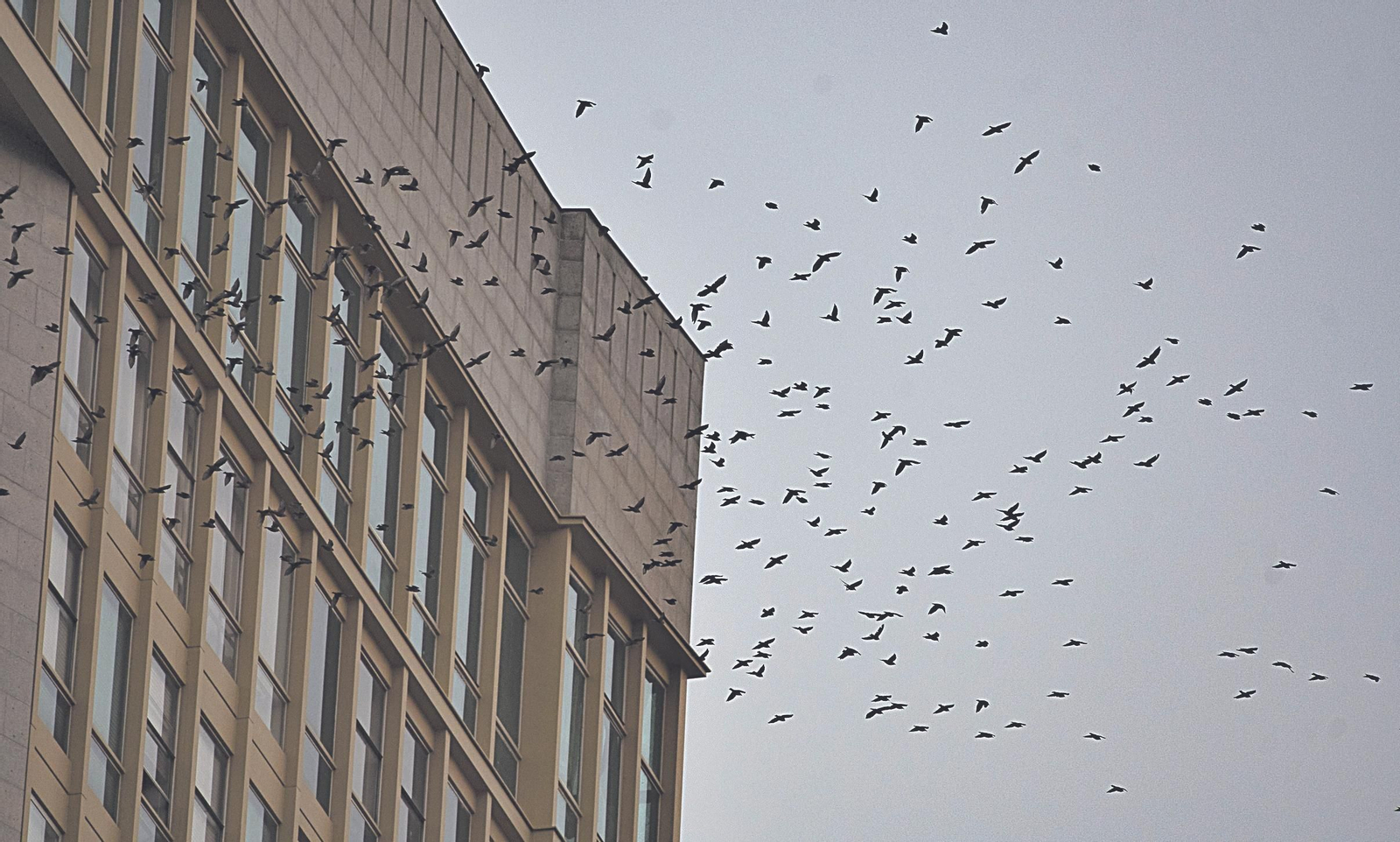 Una bandada de estorninos sobre la torre del hotel Barceló.
