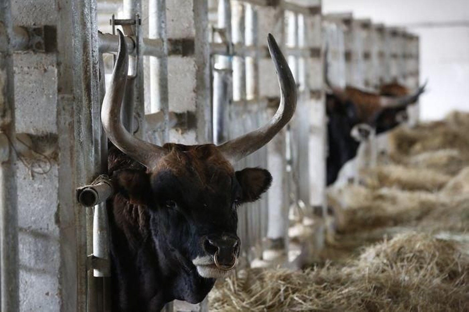 Granja en la que el Centro de Recursos Zooxenéticos de Galicia guarda los sementales.