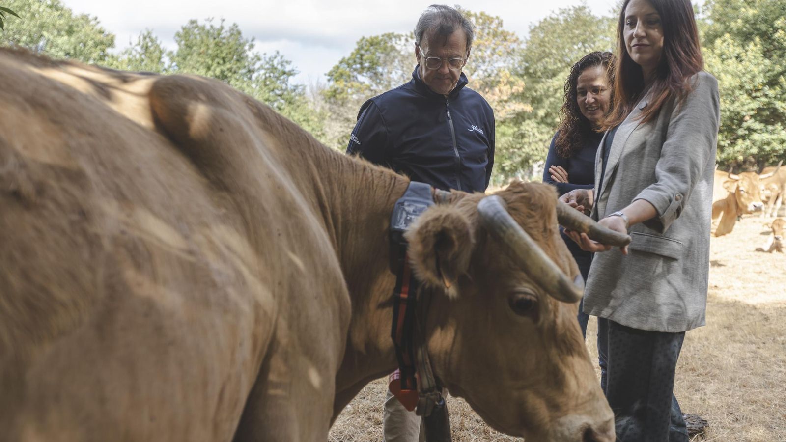 Manuel Francisco y María José Gómez, con una de las vacas con el collar GPS.