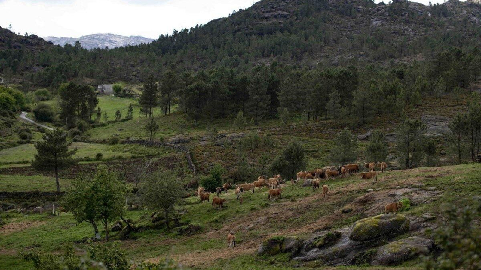 Cabaña ganadera en la Baixa Limia.