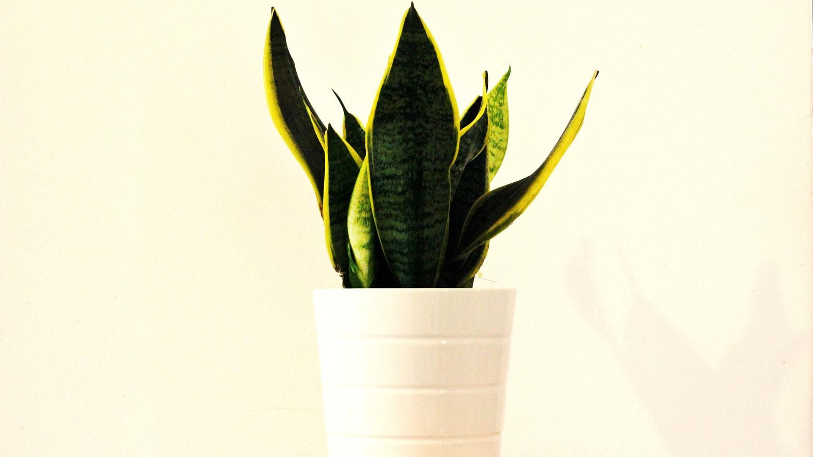 Sansevieria