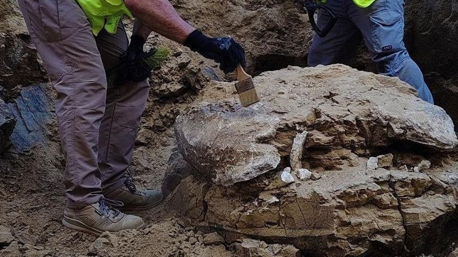 Restos de la tortuga de más de 15 millones de años, del género Titanochelon, durante las obras.