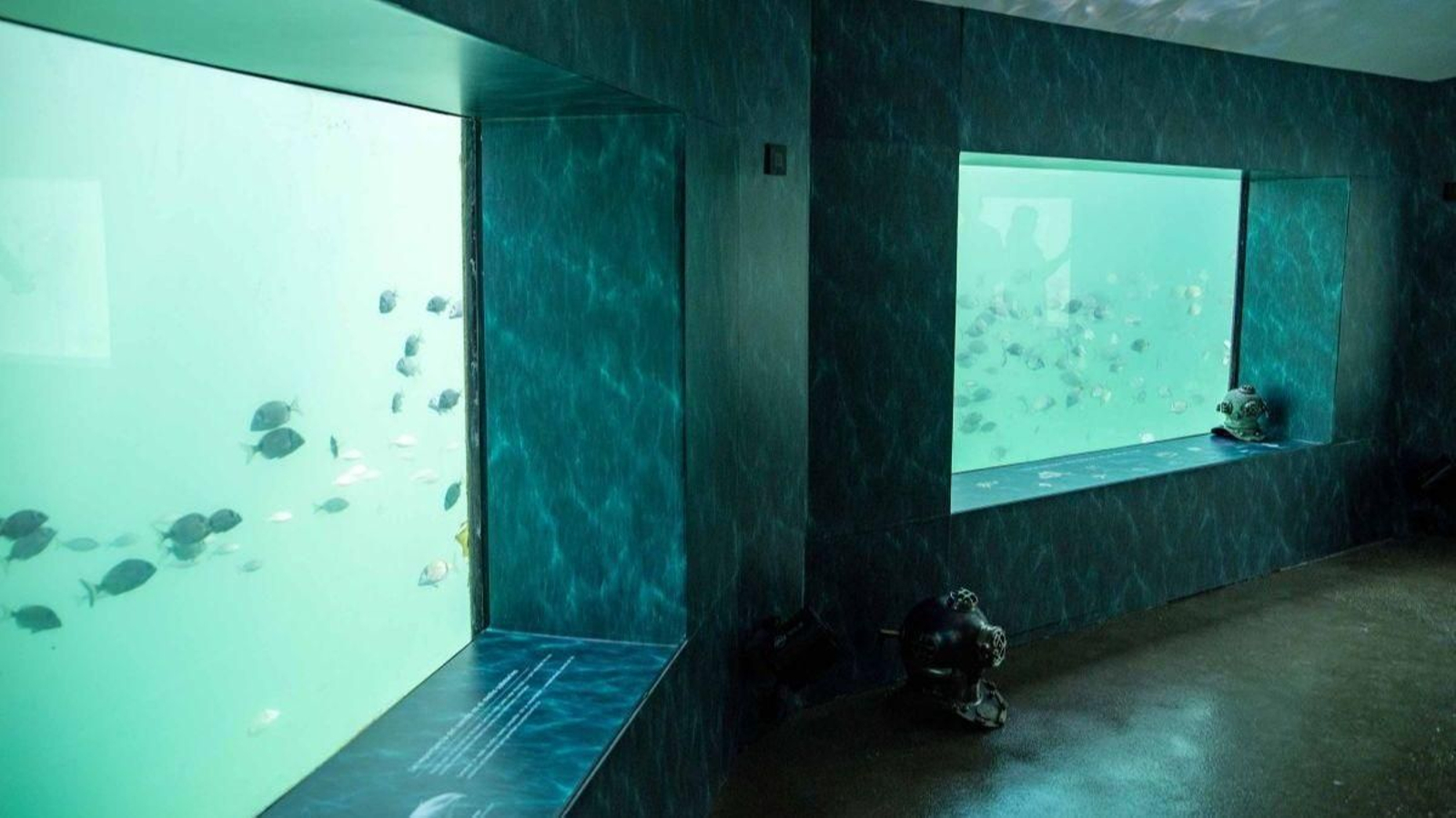 Vigo estrena acuario en la Ría
