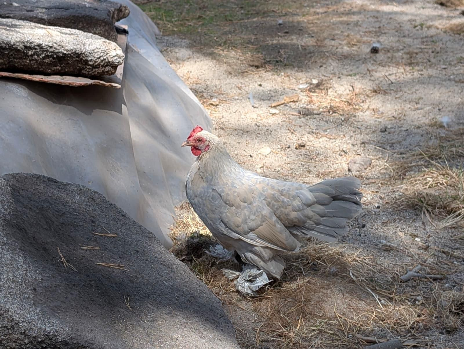 Galería | Gallinas, pavos reales y cabras enanas: los peculiares compañeros de la granja escuela de Manzaneda