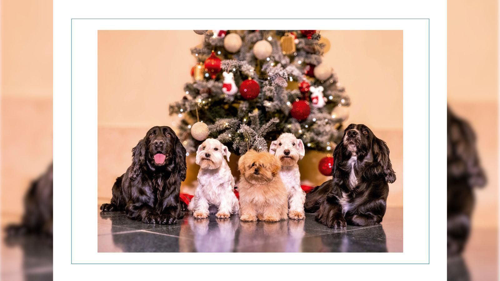 La imagen de los canes usada para ilustrar el mensaje.