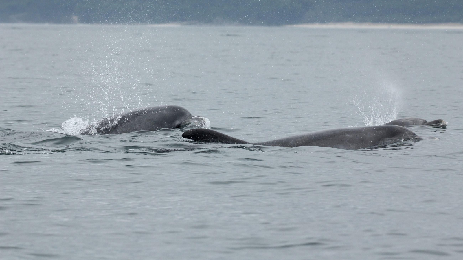 Un grupo de delfines