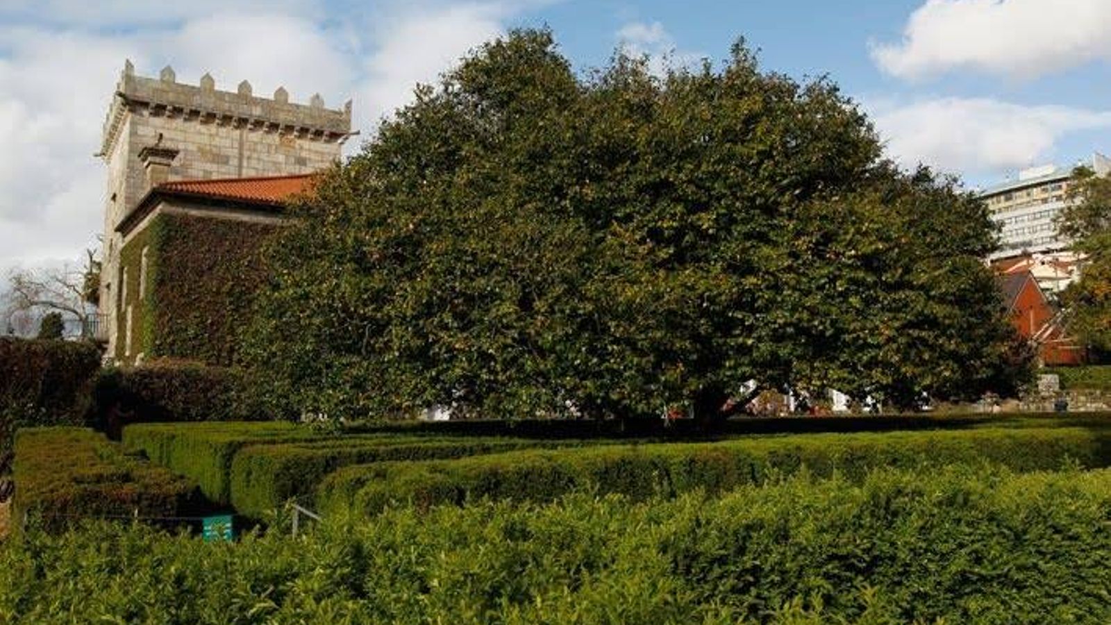 Matusalén de camelias en el Pazo de Castrelos