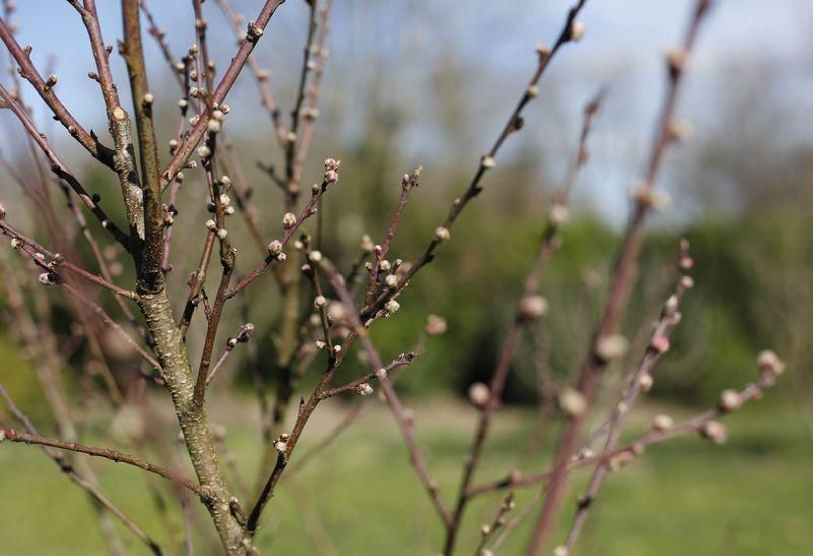 La primavera anticipada provoca la floración de árboles y cultivos // FOTO: XESÚS FARIÑAS