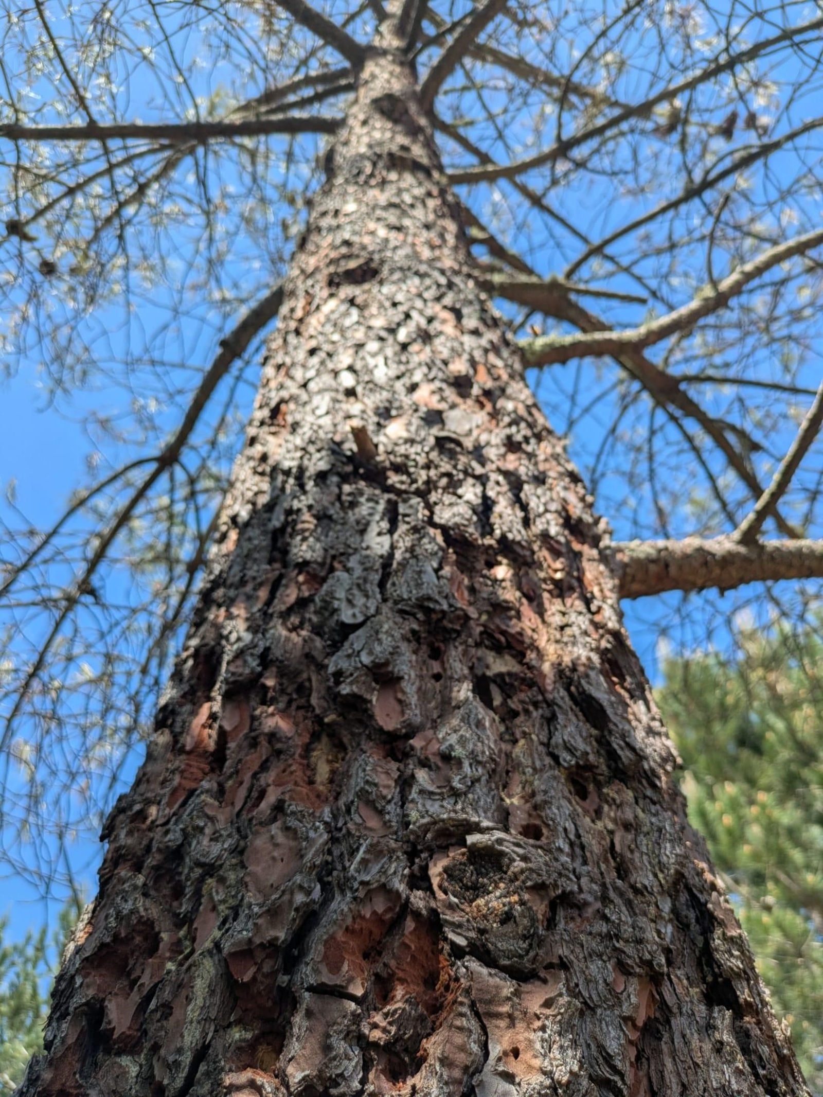 Así quedan los árboles tras el ataque letal del barrenillo de los pinos, en fotos