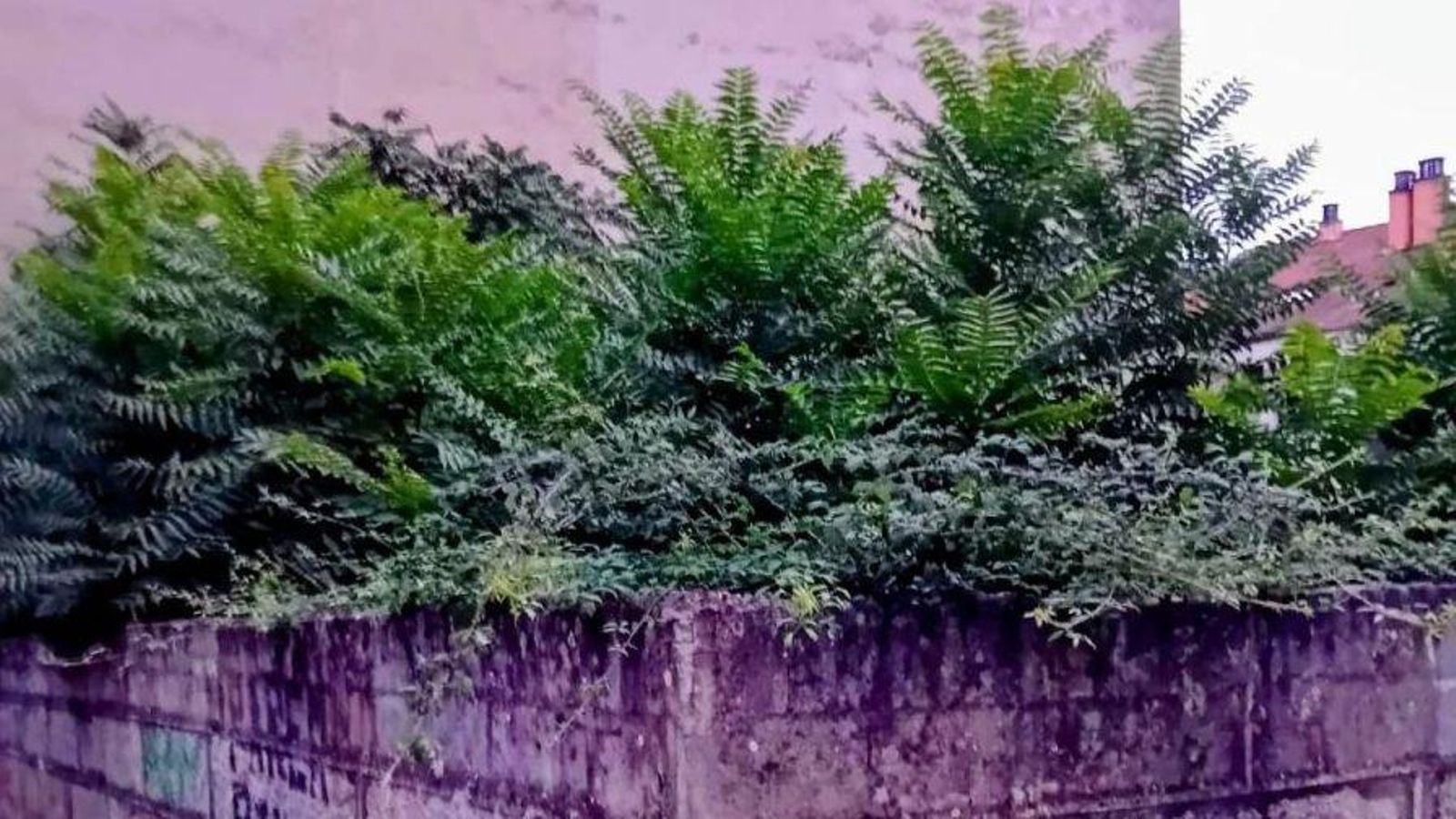 Selva Urbana.