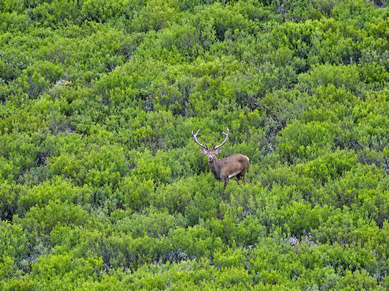 Galería | Así suena el otoño en Ourense: la berrea llena de sonidos las montañas