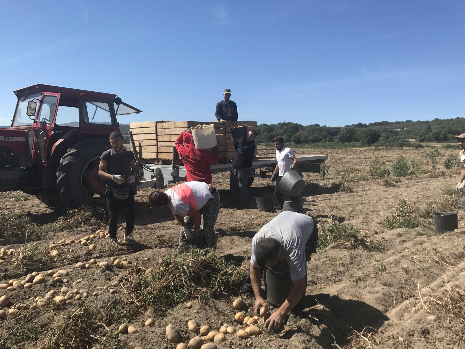 Trabajadores procedentes de Rumanía, trabajando en A Limia en la recogida de patata.