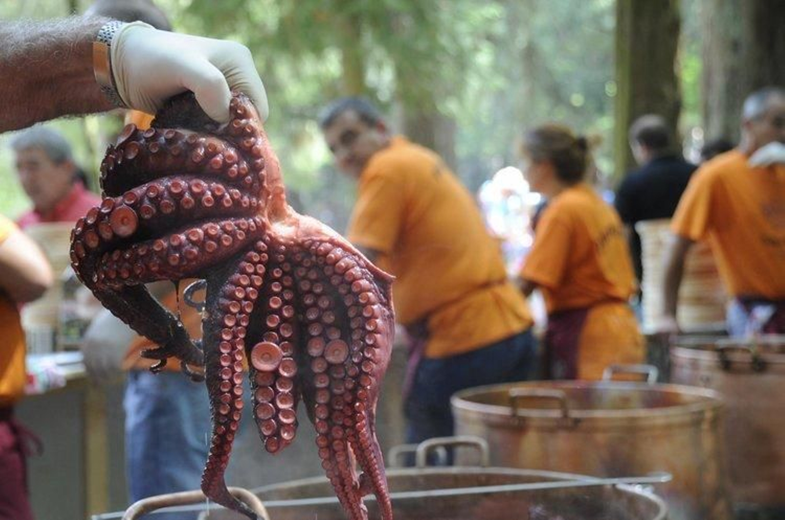 O termo "polbo" provocou un forte debate na reunión do pleno da Real Academia Galega. (MARTIÑO PINAL)
