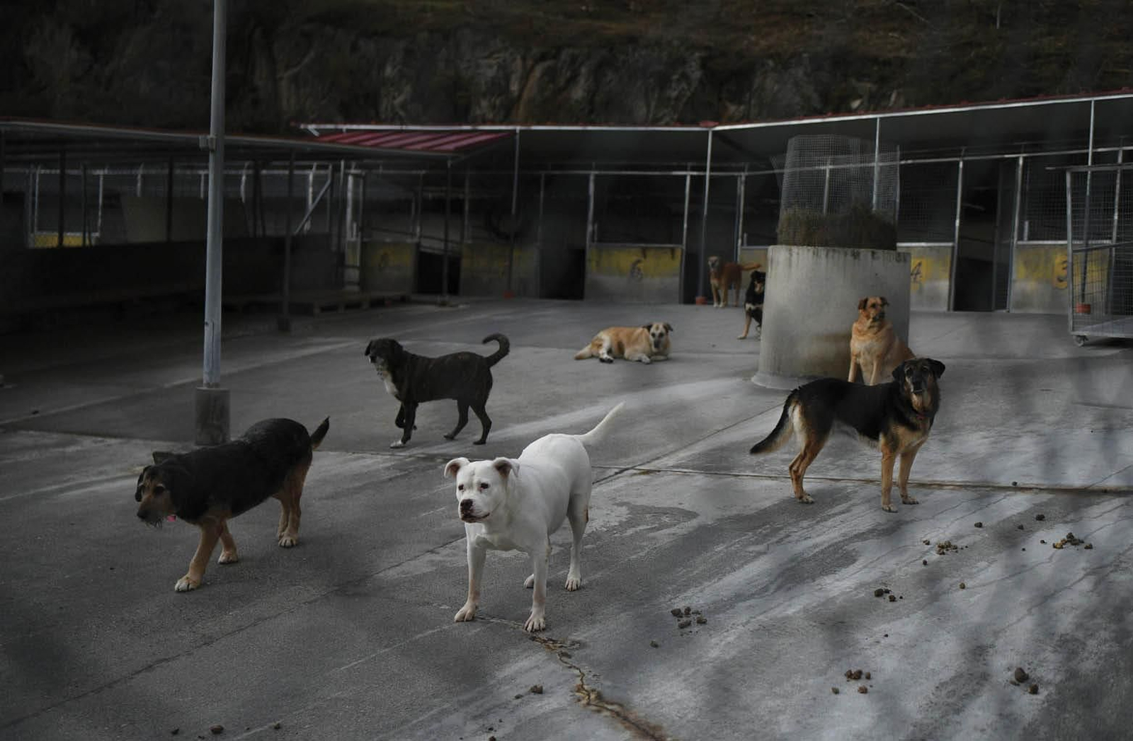 Los perros de Progape frente a las bajas temperaturas de esta semana (XESÚS FARIÑAS).