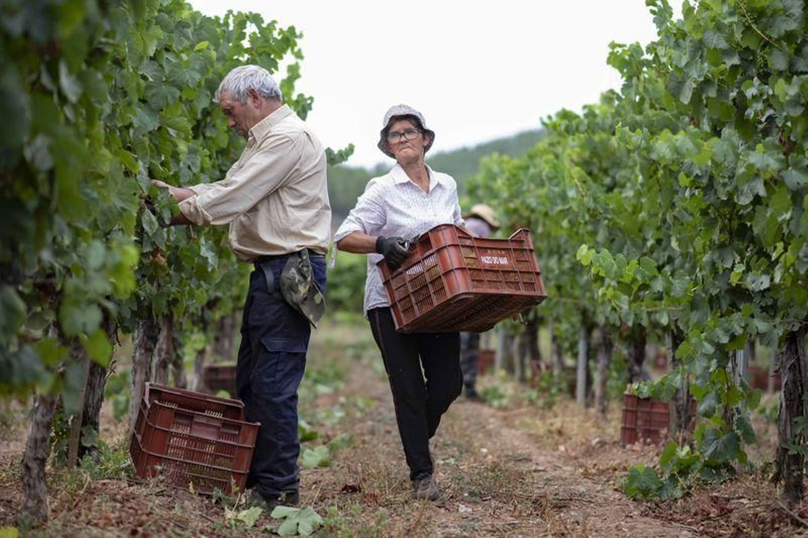 Vendimia en la bodega Pazos de Tapias, en Verín (XESÚS FARIÑAS)