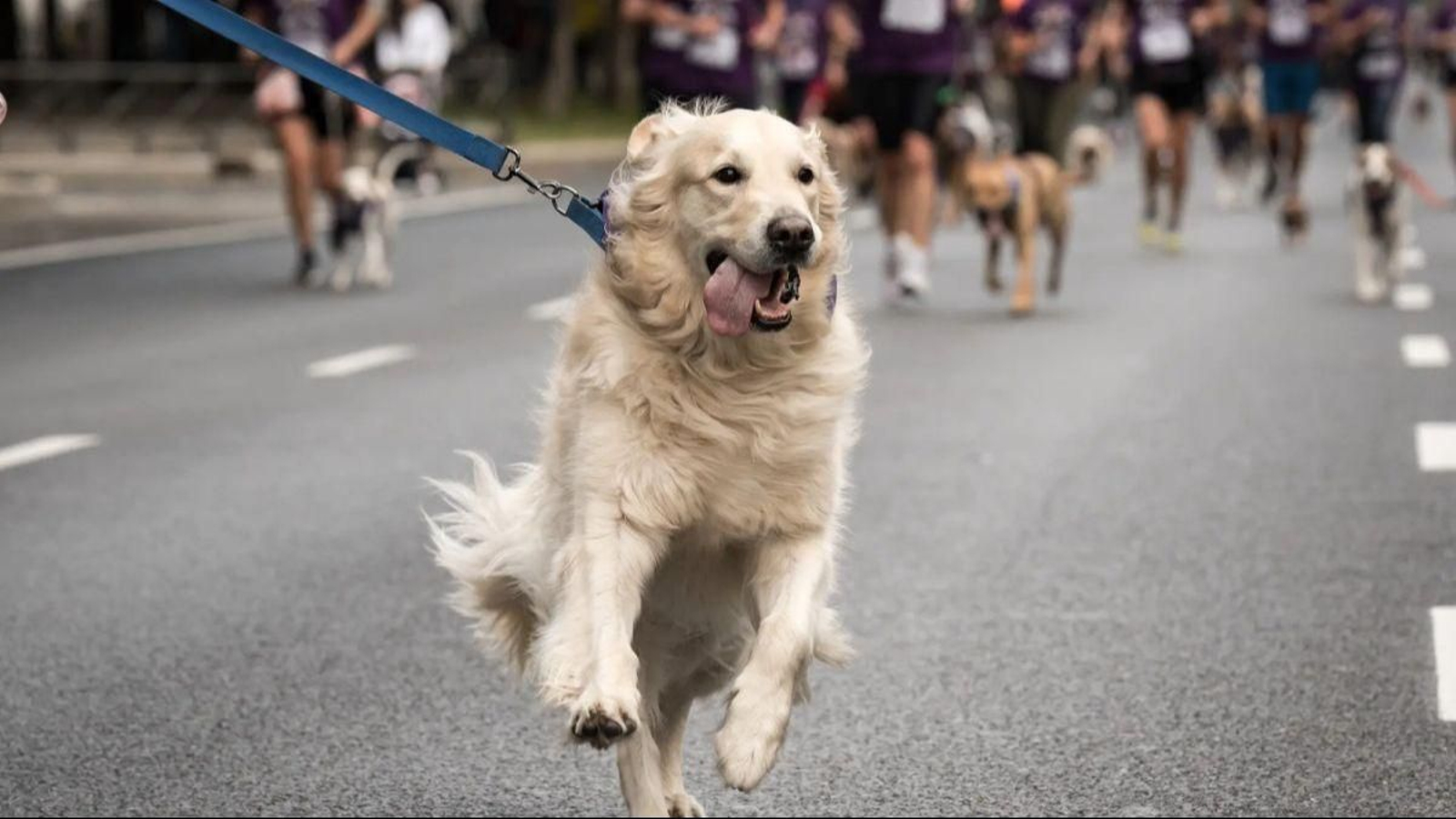 Corredores con sus mascotas participan en el Perrotón Madrid 2025.