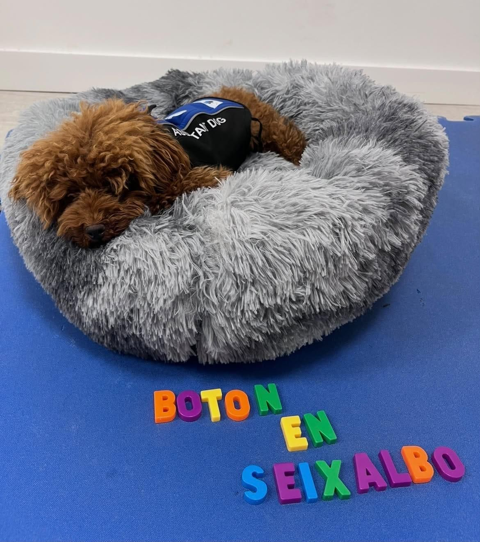 Botón