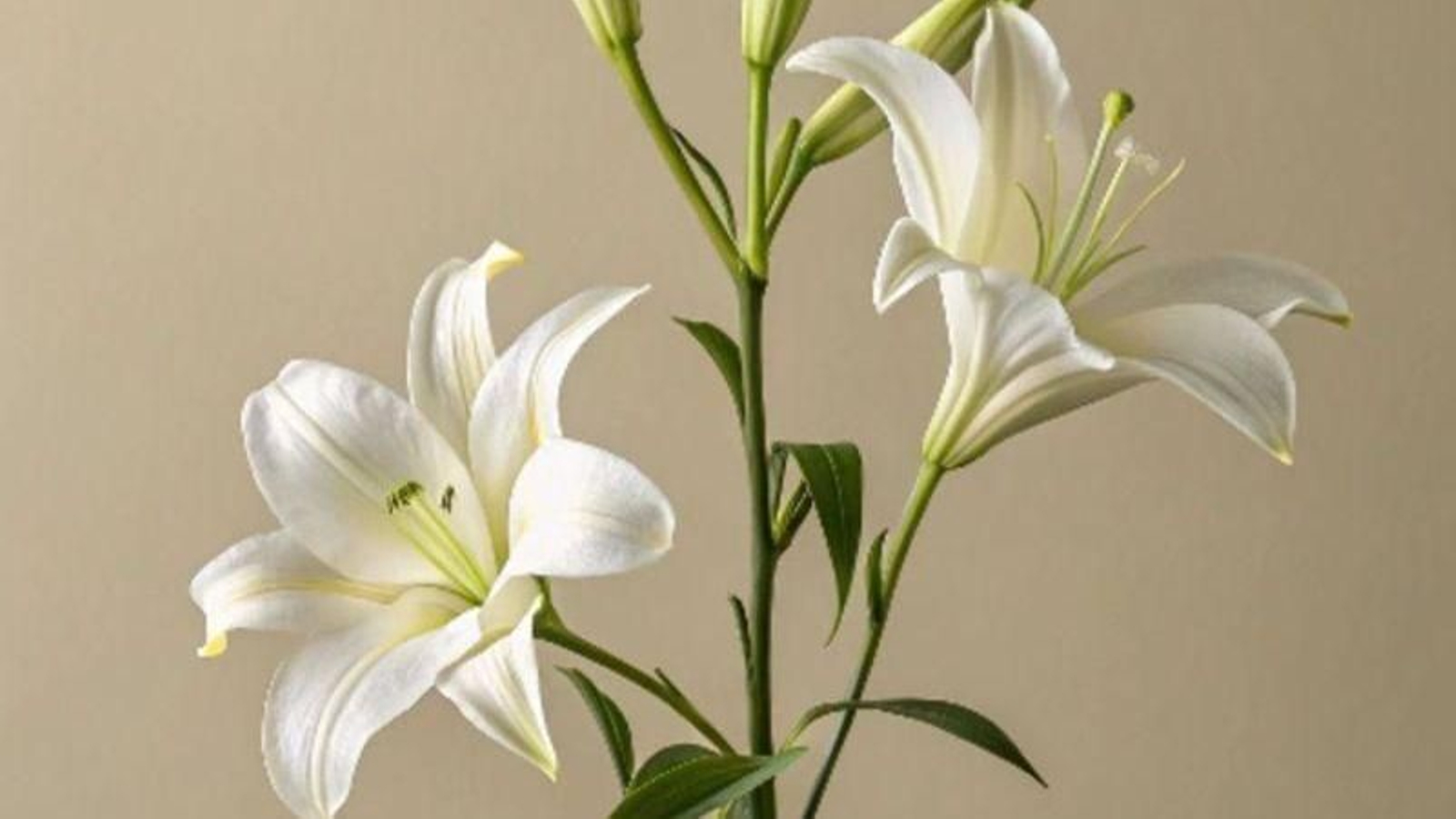 El lilium, una flor con historia
