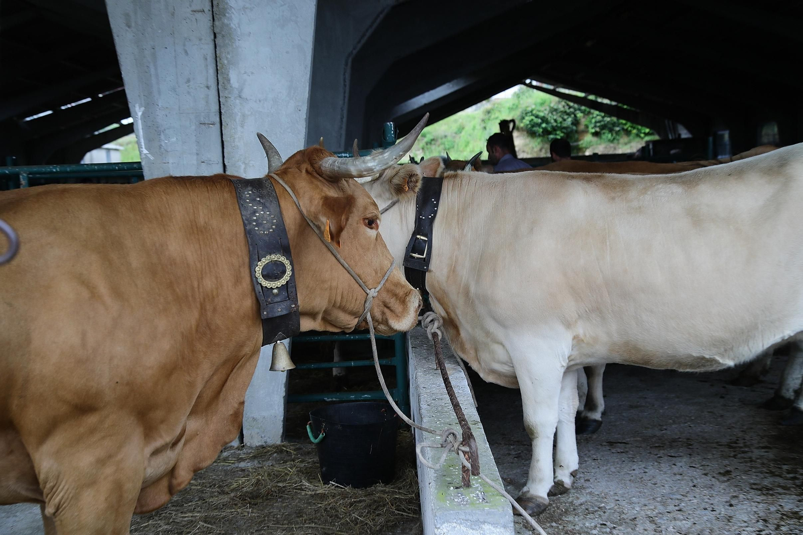 Galería | Ganaderos y tratantes celebran el regreso de la feria de ganado en Castro Caldelas, en fotos