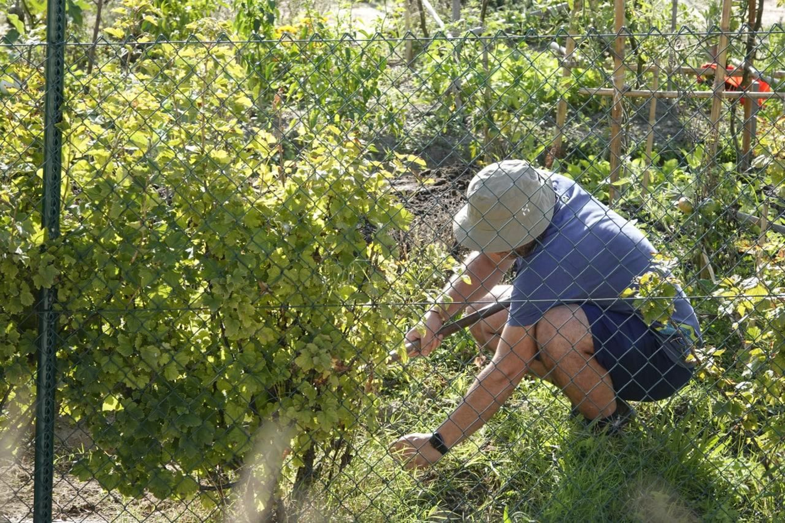 Un participante planta un árbol en el encuentro 'Green Day' // Vicente Alonso