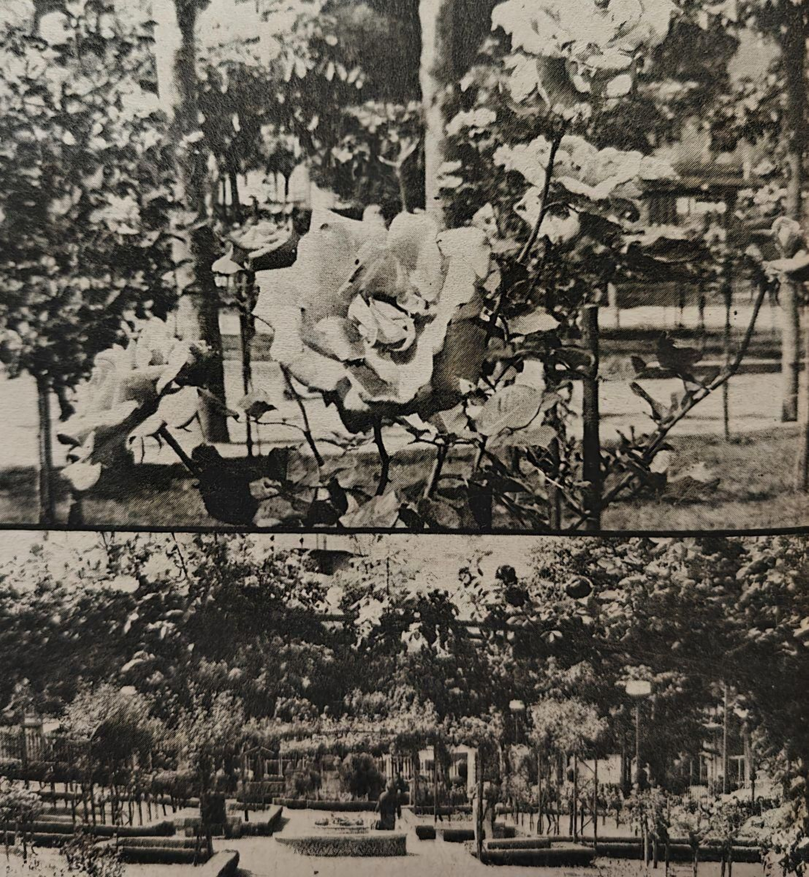 Rosas en el Parque de San Lázaro.