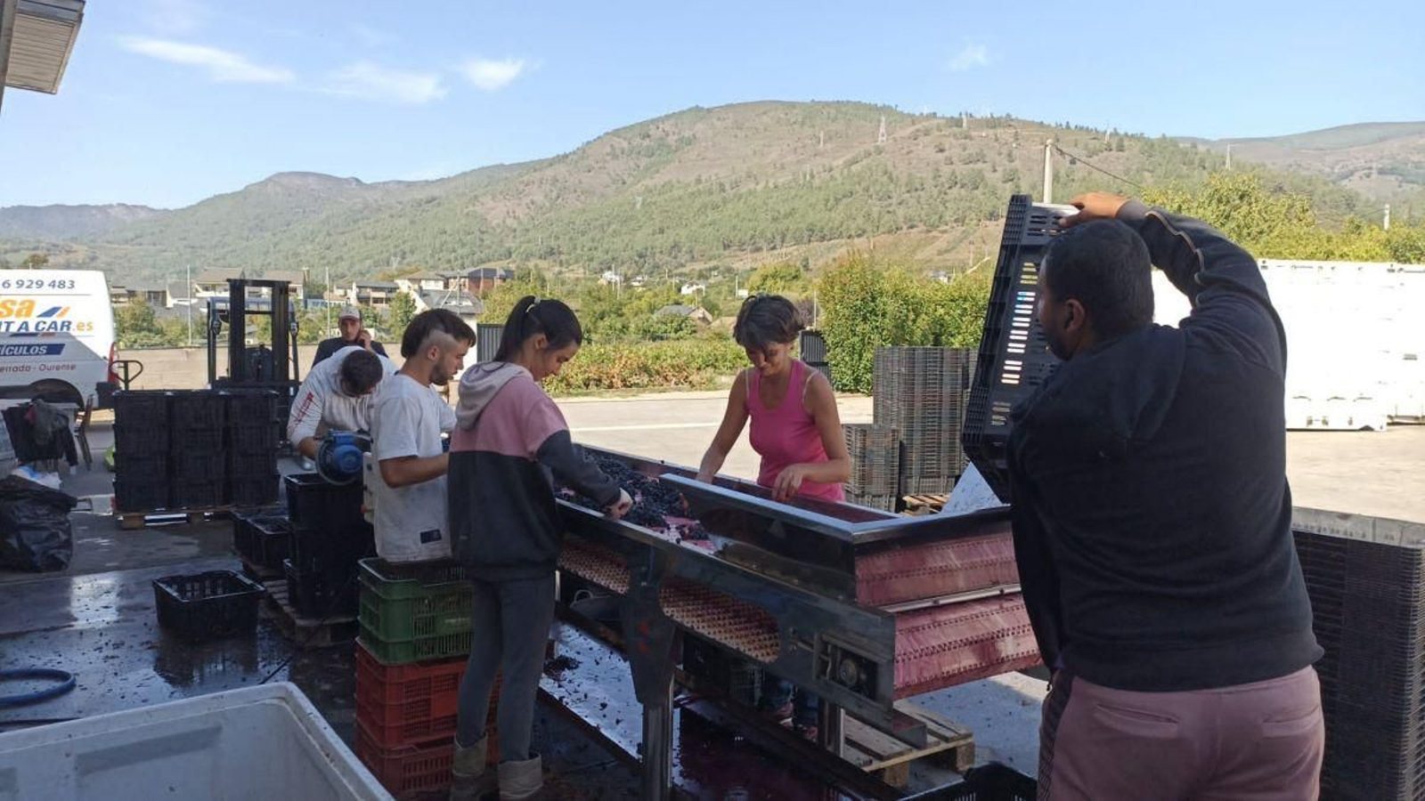 Acarreo de uva en Bodegas Viña Somoza, la última en rematar la vendimia este año en Valdeorras.