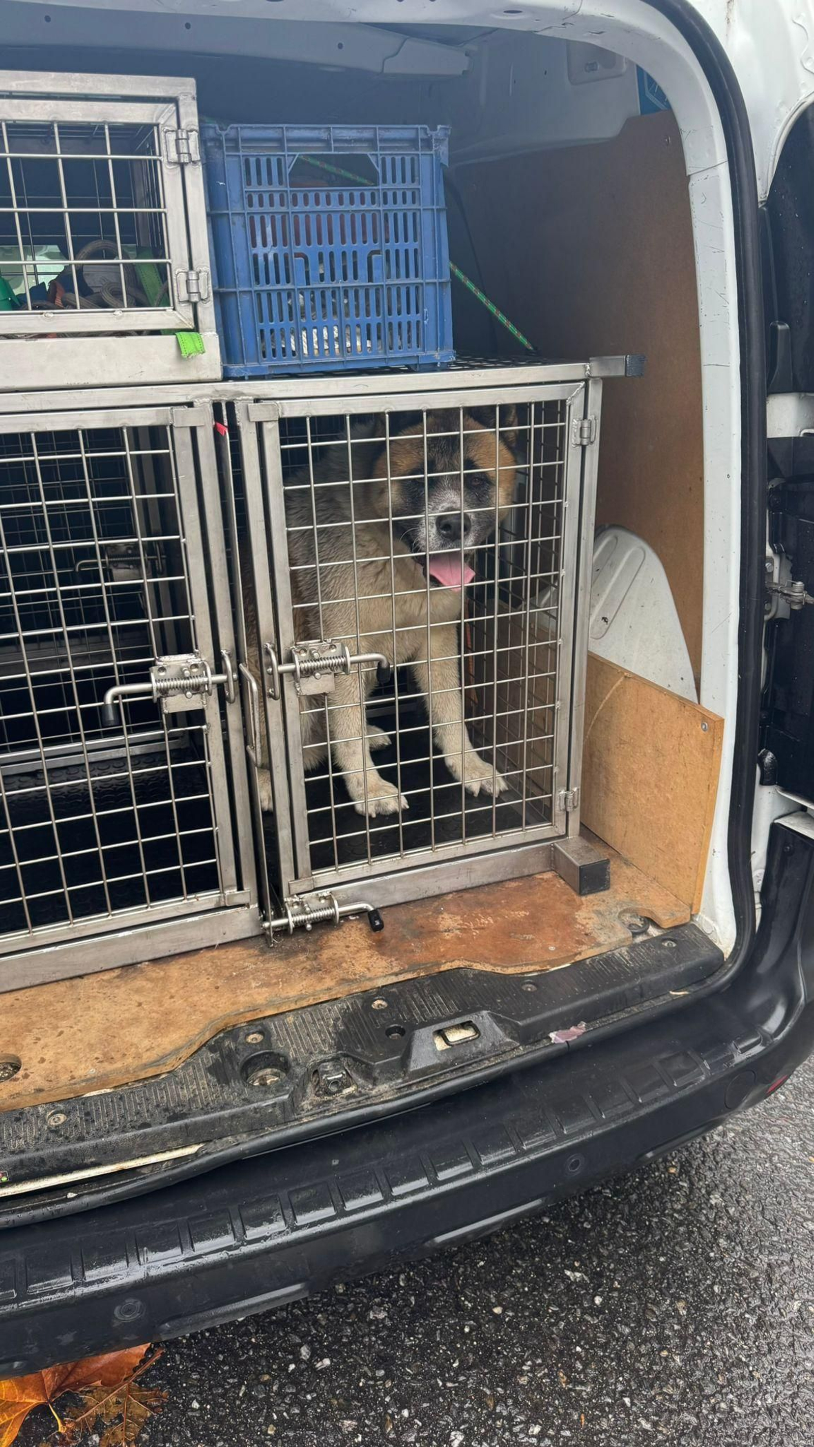 El animal una vez capturado, fue trasladado al centro de Meis.