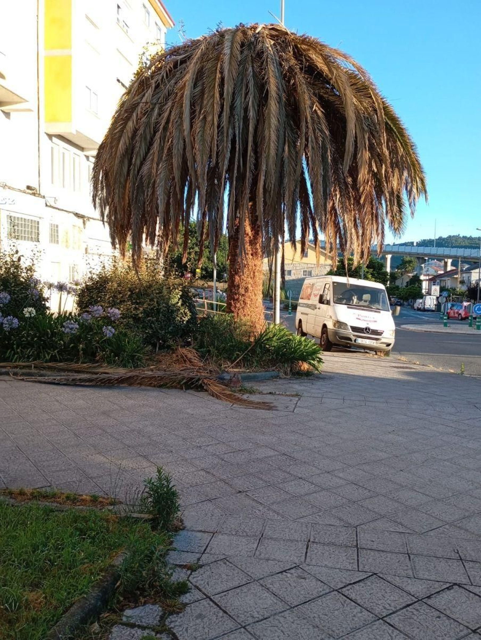 Palmera cayéndose a pedazos en Vista Hermosa