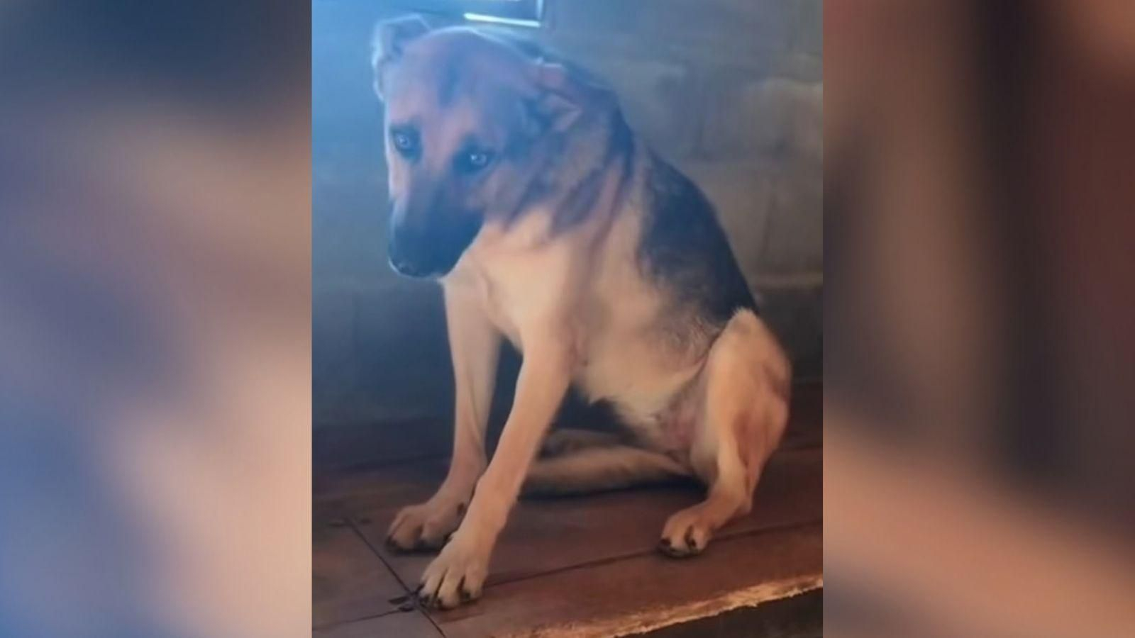 Lluvia, la perrita que lleva un año esperando una familia en Ourense.