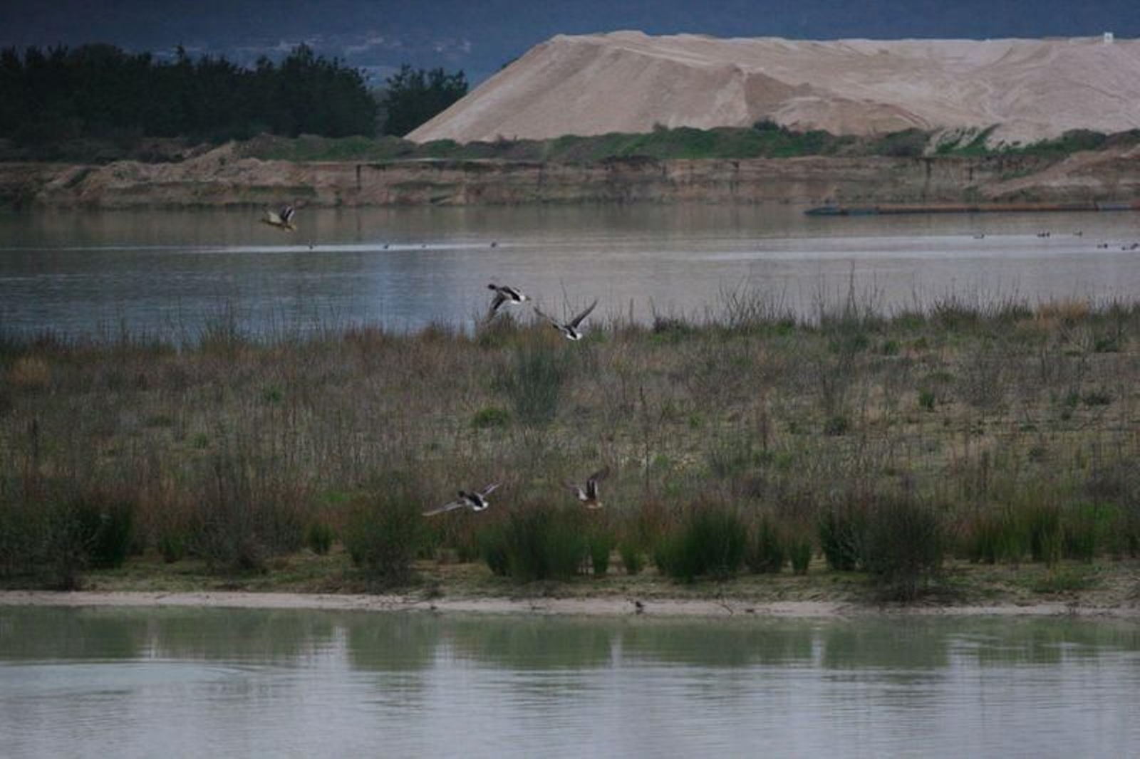 Aves na Lagoa // FOTO: XESÚS FARIÑAS