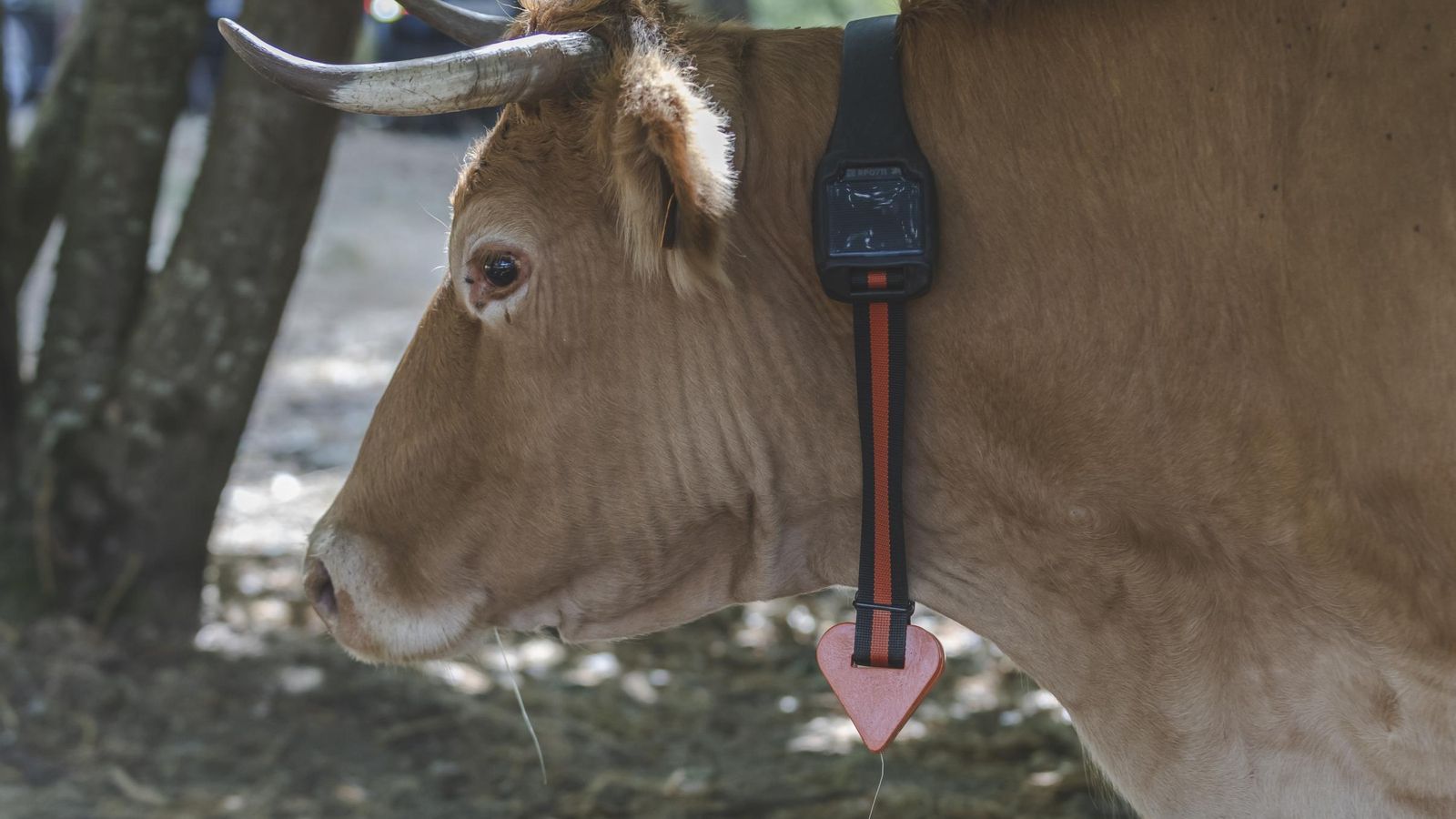 Una de las vacas de Muíños equipada con el nuevo vallado virtual.