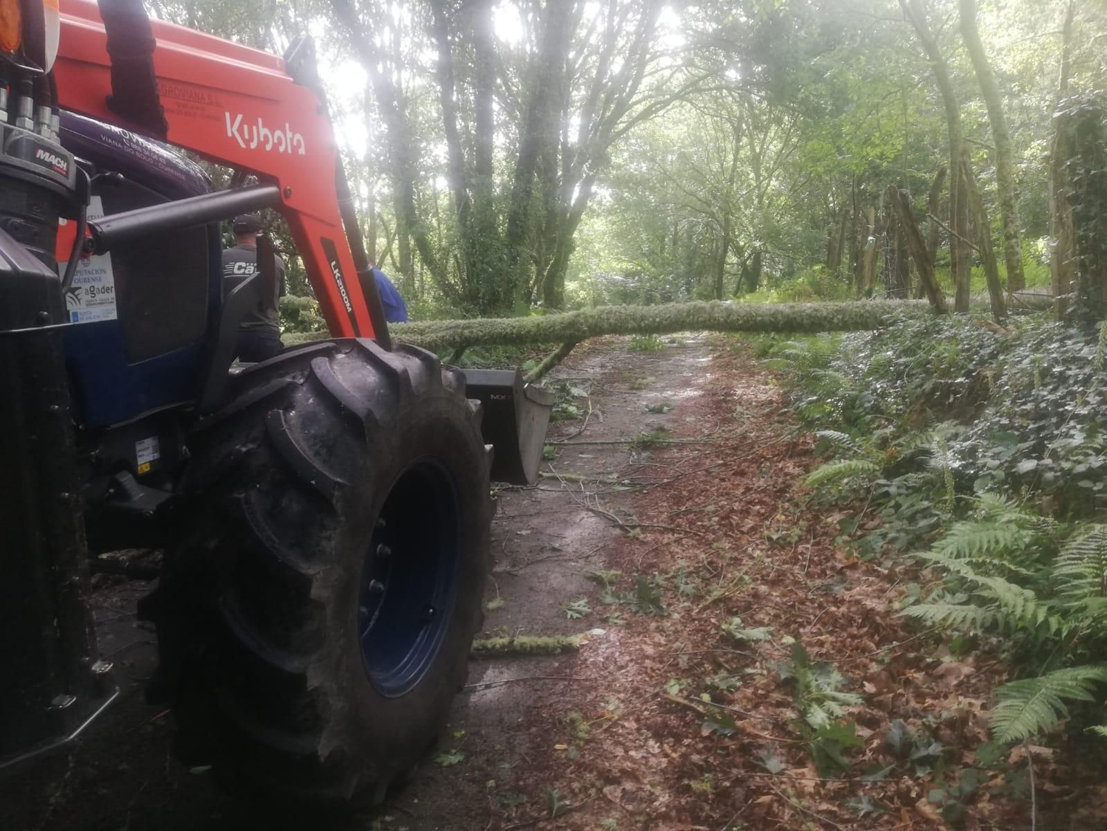 Caída de árboles en Esgos