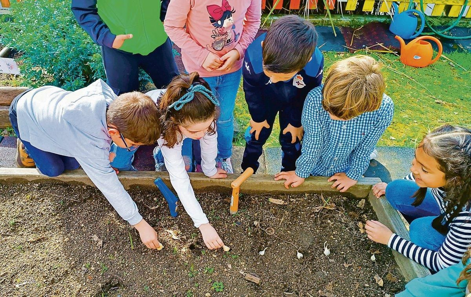 Los alumnos cuidan su huerto con mucho mimo.