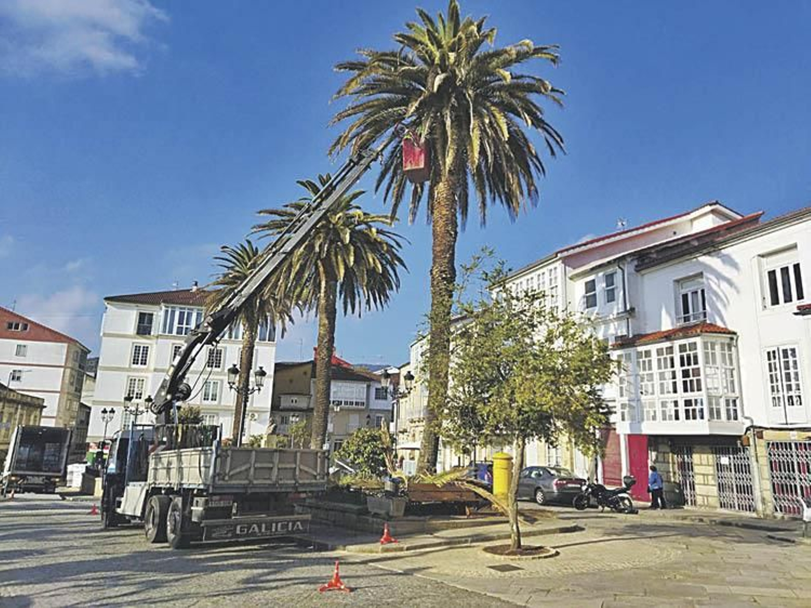 Palmeras en Celanova.