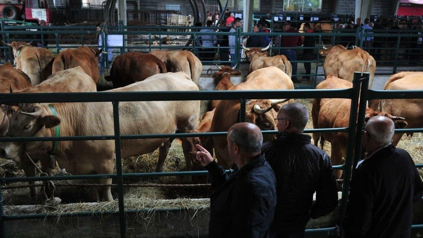Vacas en la feria de ganado celebrada en Castro Caldelas el pasado 10 de septiembre.