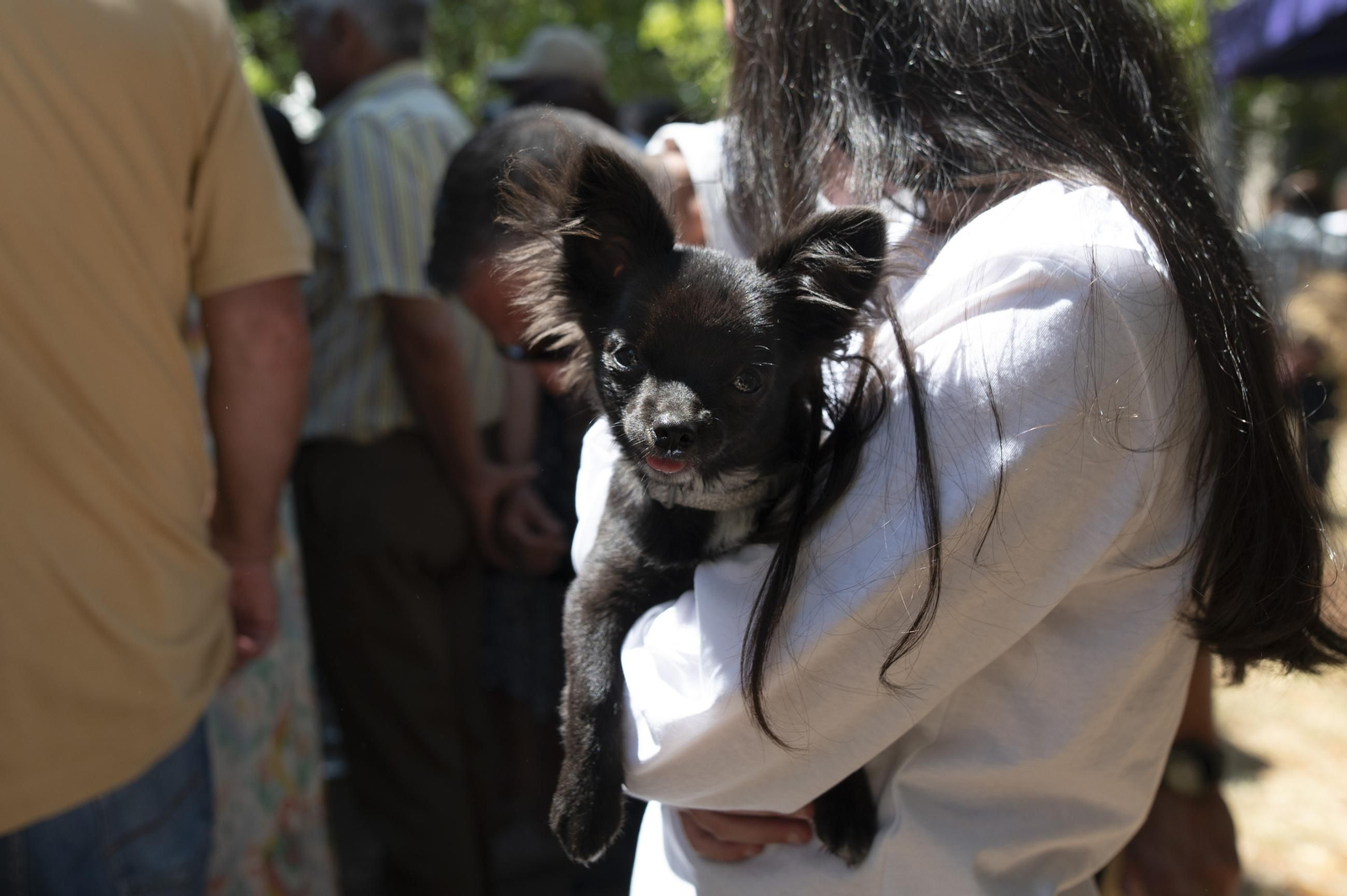 Galería | Cea disfruta de la Festa do Pan de Cea bajo un intenso calor