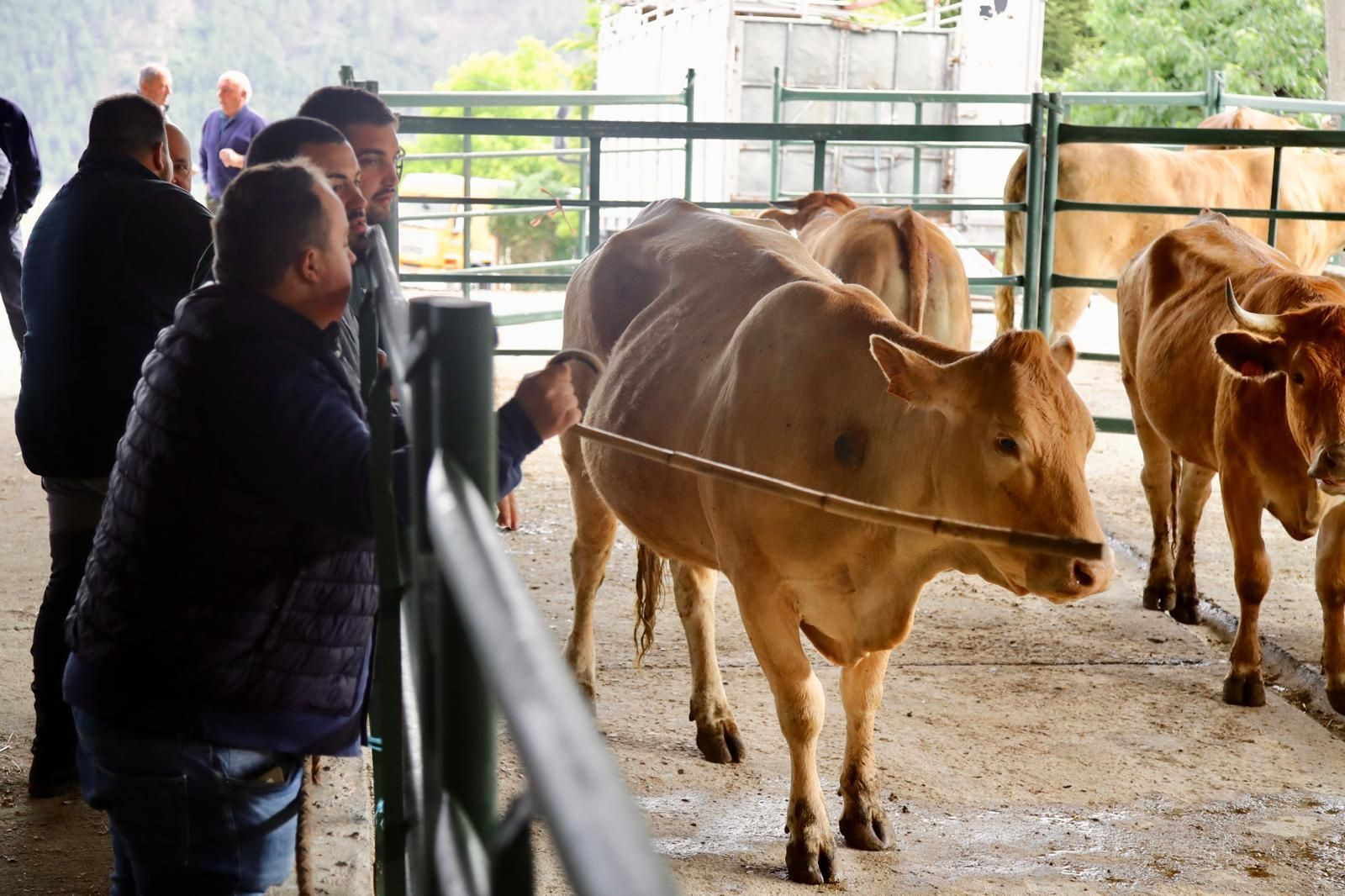 Galería | Ganaderos y tratantes celebran el regreso de la feria de ganado en Castro Caldelas, en fotos