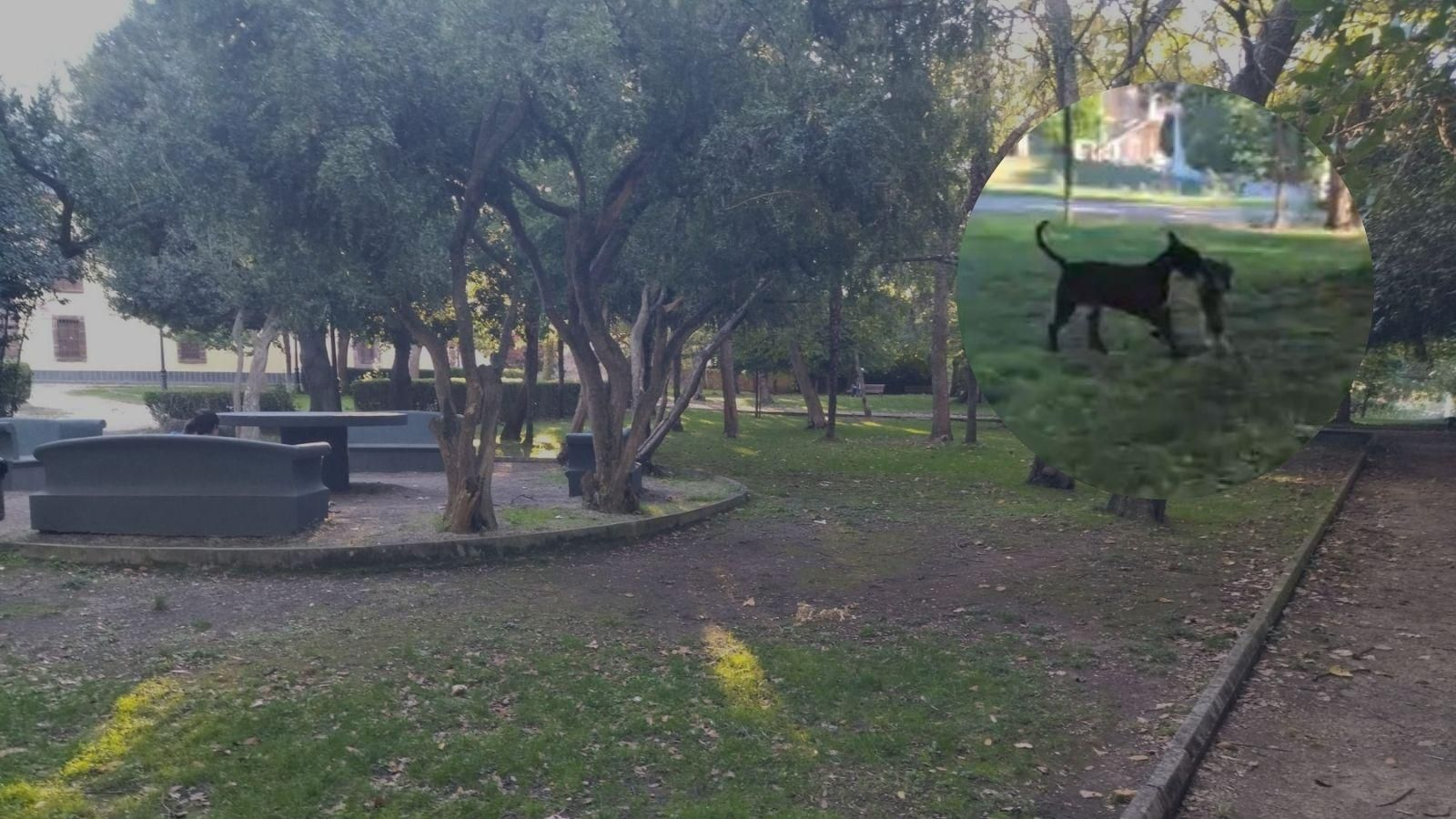 El parque en el que aconteció el ataque y, en pequeño, uno de los instantes.