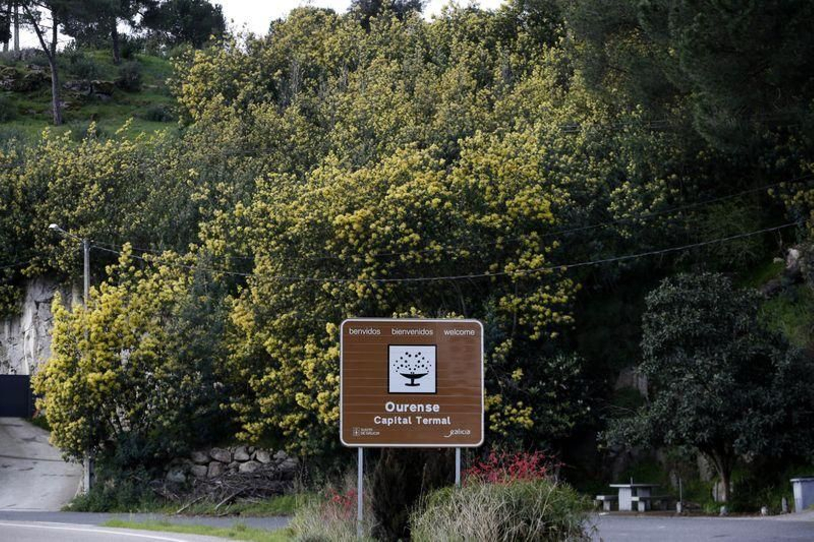 La primavera anticipada provoca la floración de árboles y cultivos // FOTO: XESÚS FARIÑAS