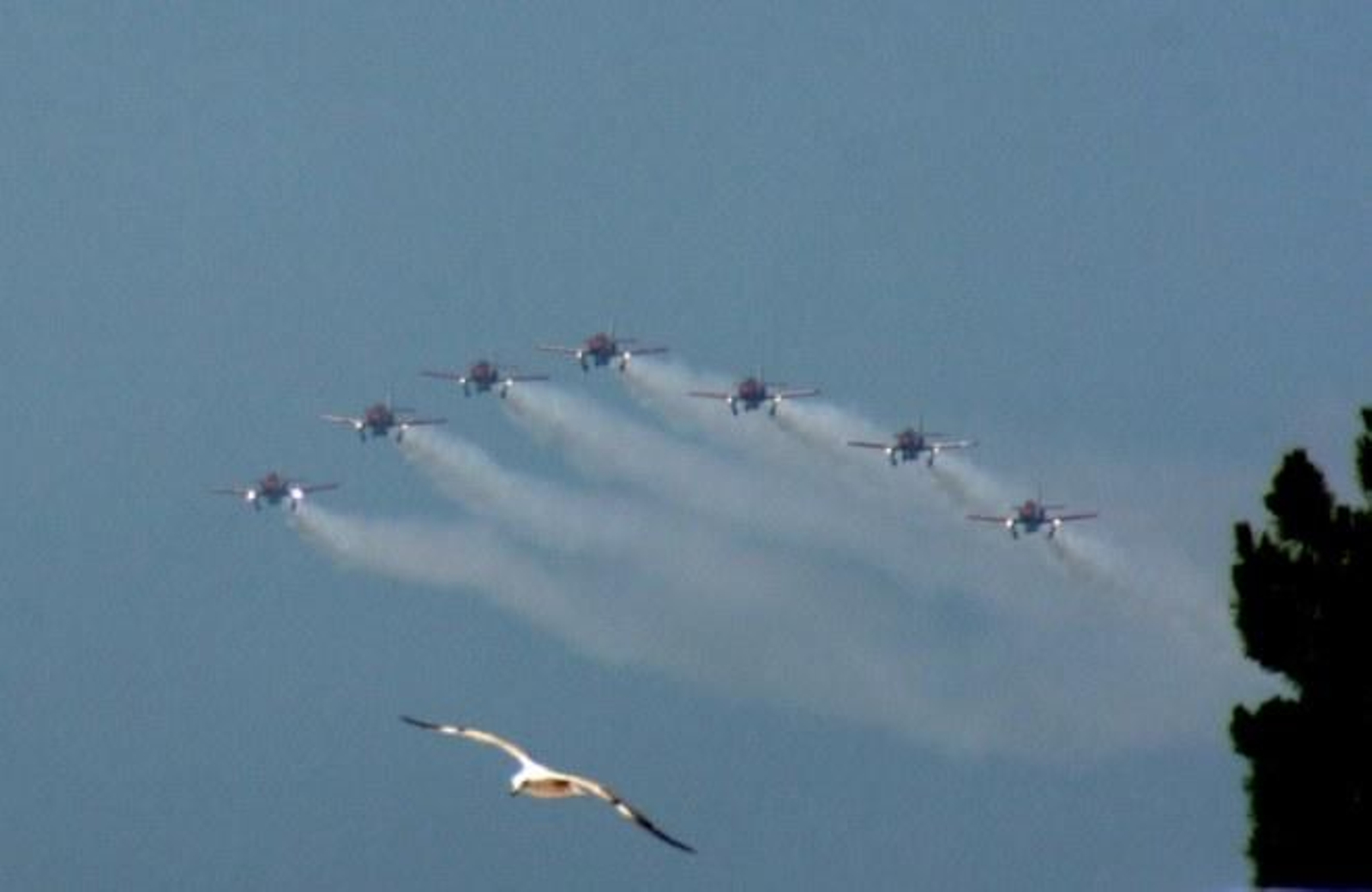 MERCHI BRIANES LEMOS