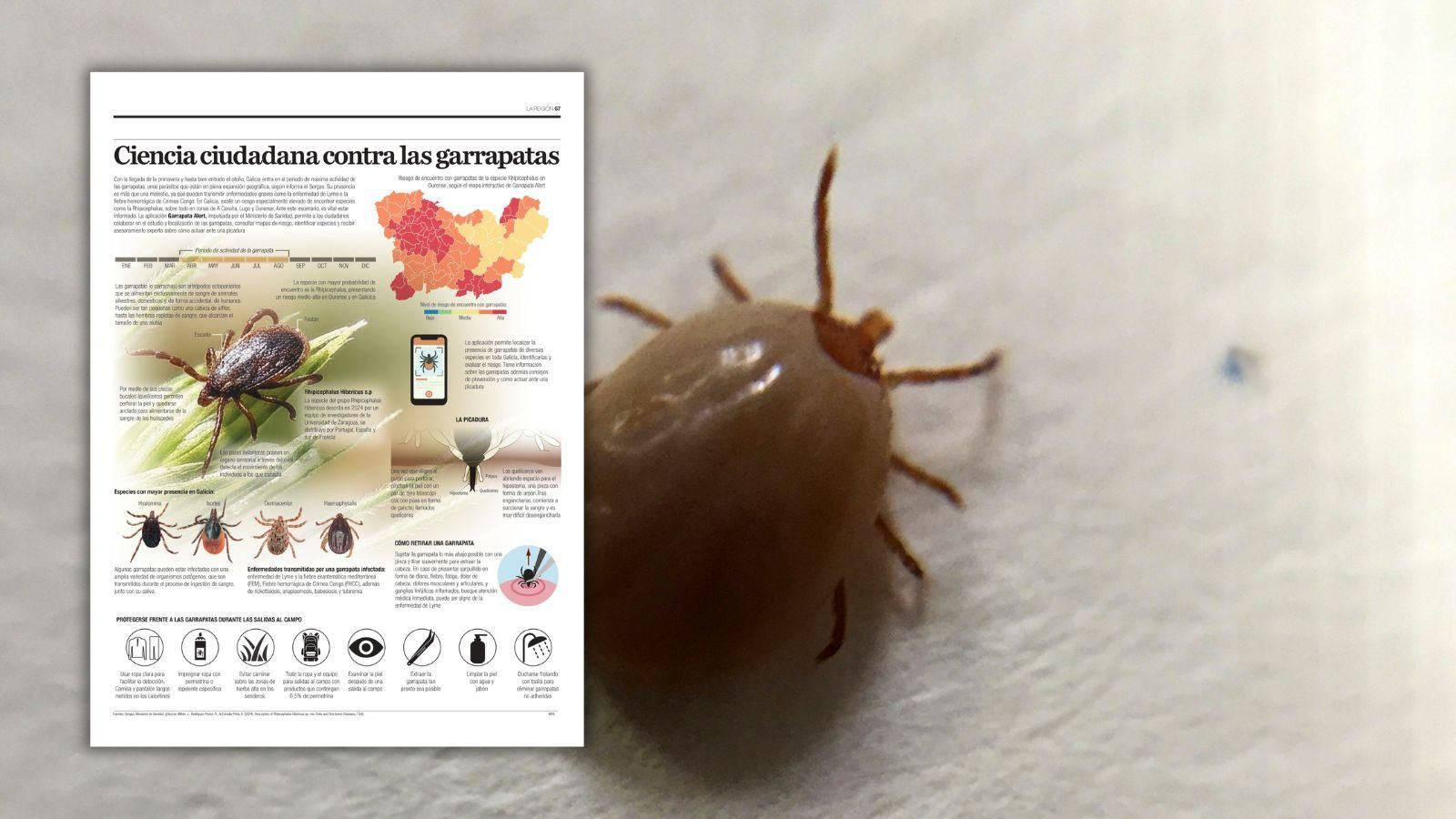 Conoce la situación de las garrapatas en Ourense