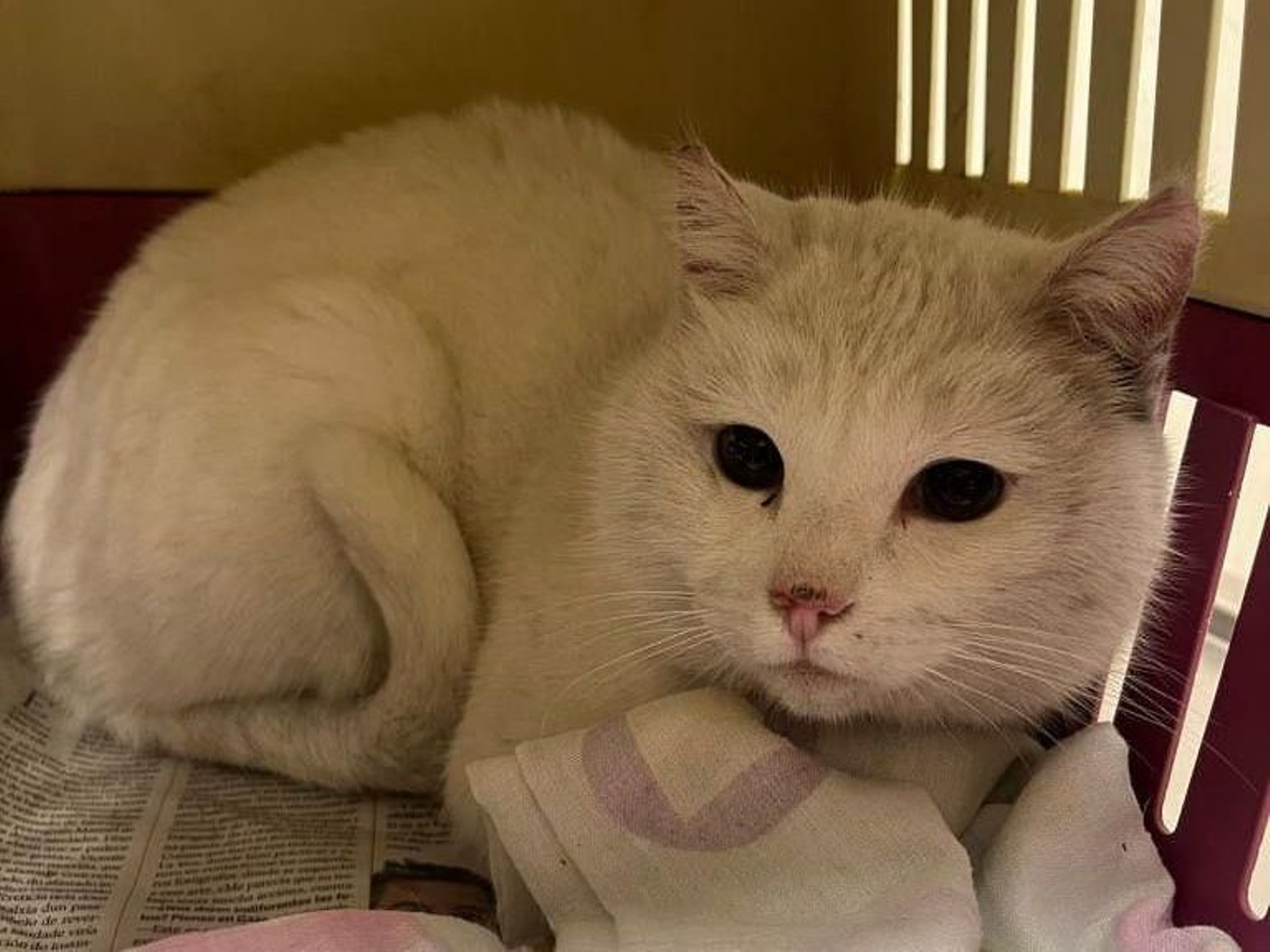 La gata encontrada en Celso Emilio Ferreiro