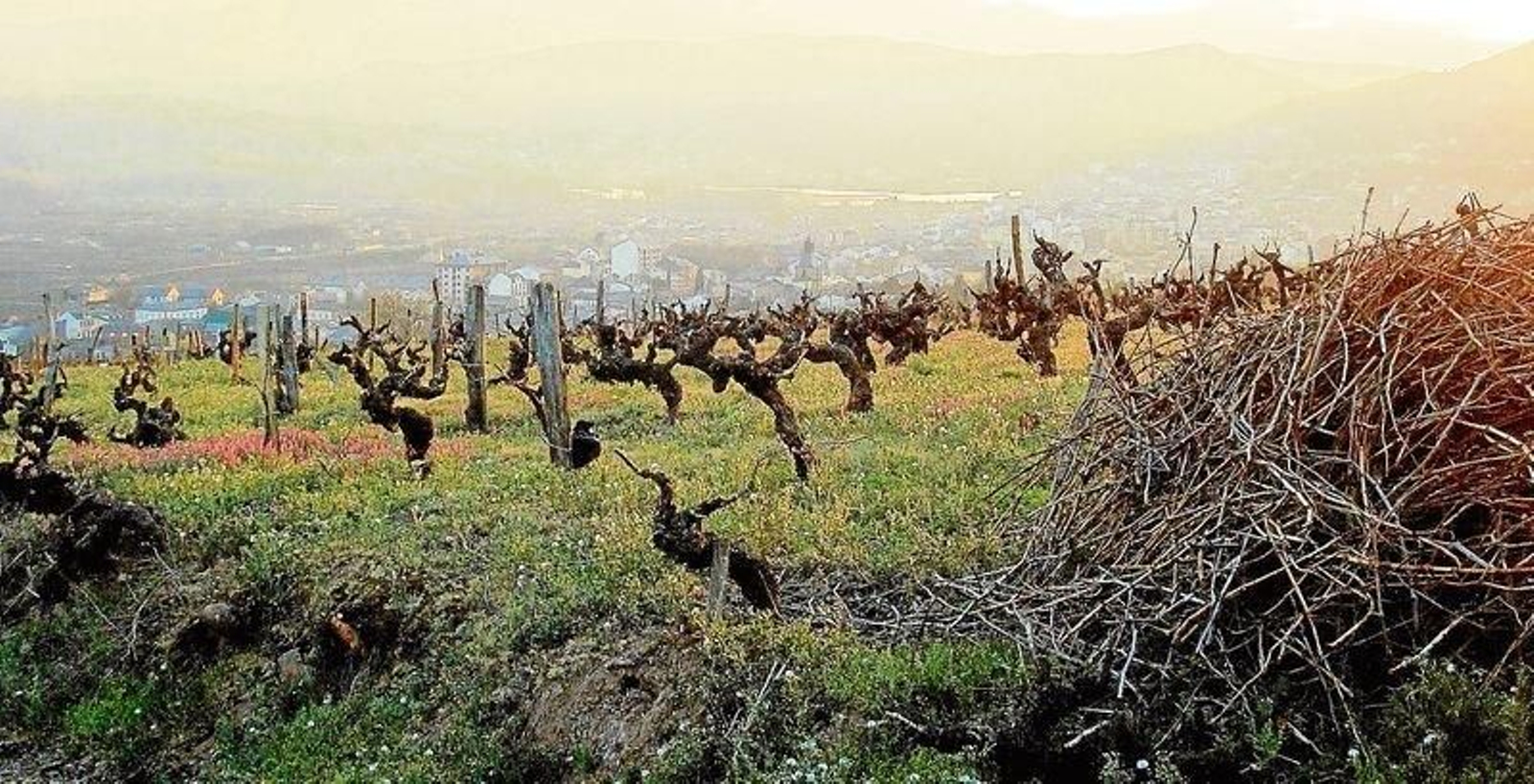 Vistas de la bodega Alan de Val.
