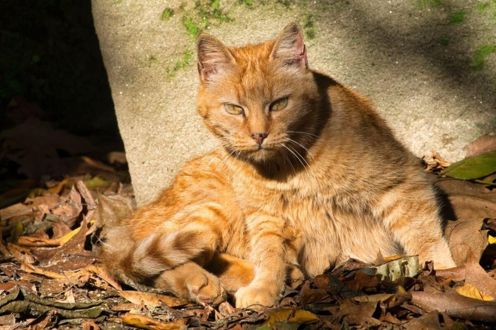 La gata centenaria, muy activa en su refugio de la cafetería del Castro.