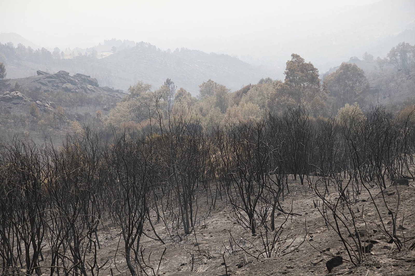 Superficie forestal quemada en el incendio de Oímbra del pasado verano.