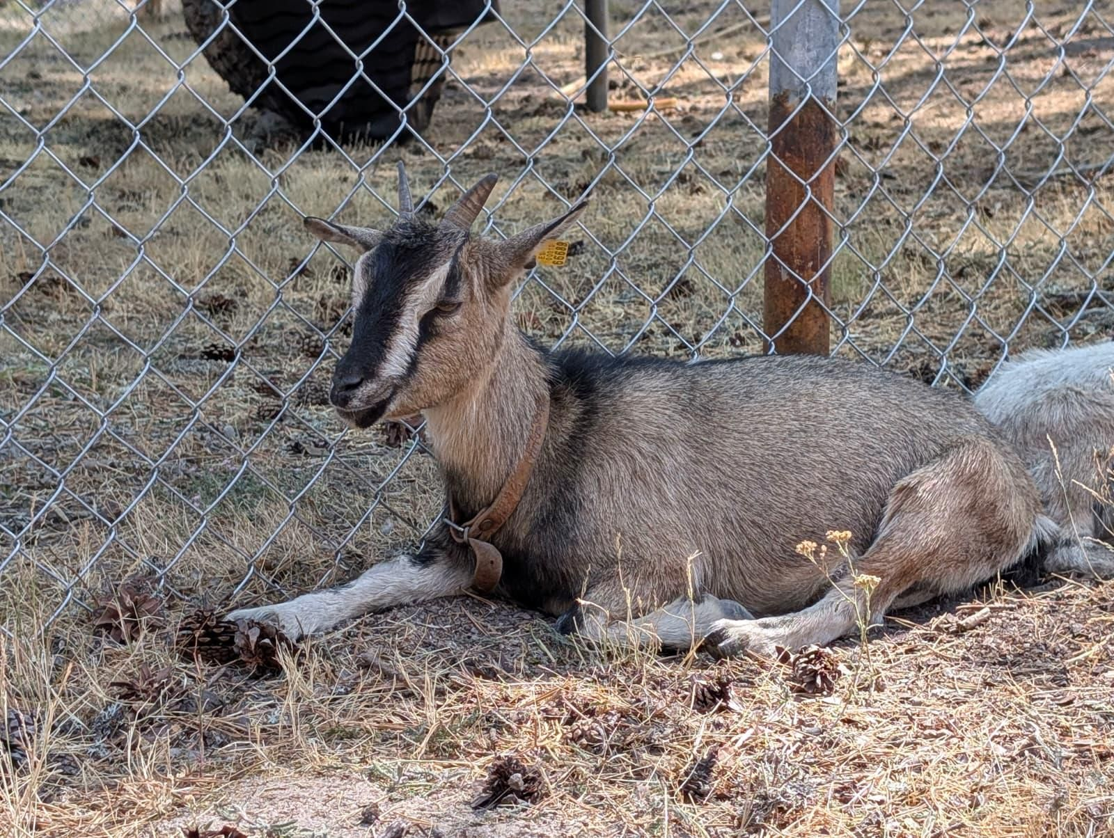 Galería | Gallinas, pavos reales y cabras enanas: los peculiares compañeros de la granja escuela de Manzaneda
