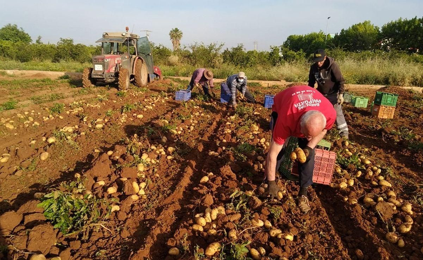 Agricultores trabajando en la recogida de la patata.